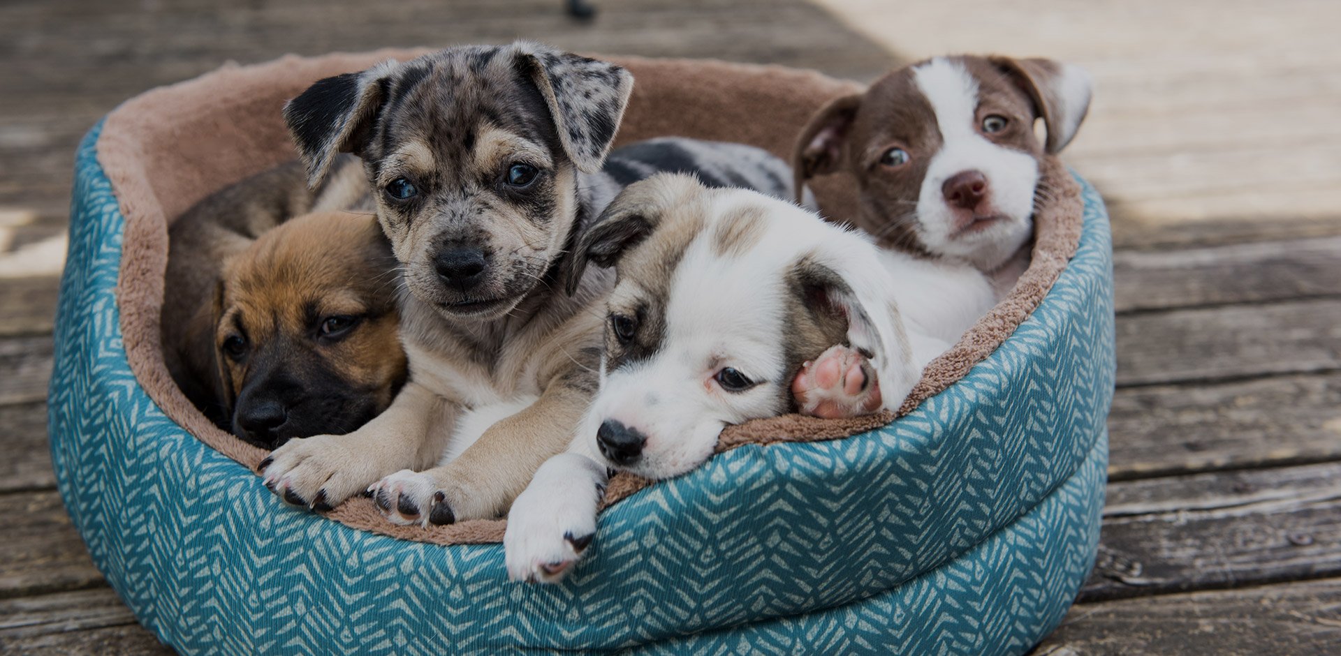 image of four puppies in a pet bed